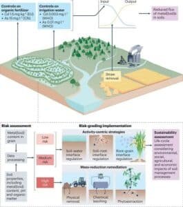 Infographic of soil remediation: shows fertilizer and irrigation controls, straw removal, an input–output graph, and risk assessment sections.