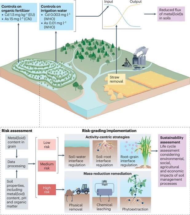 Infographic of soil remediation: shows fertilizer and irrigation controls, straw removal, an input–output graph, and risk assessment sections.