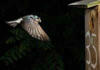 A small blue bird in midflight approaching a wooden birdhouse marked '35' against a dark leafy background.