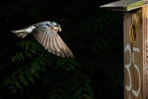 A small blue bird in midflight approaching a wooden birdhouse marked '35' against a dark leafy background.
