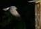 A small blue bird in midflight approaching a wooden birdhouse marked '35' against a dark leafy background.