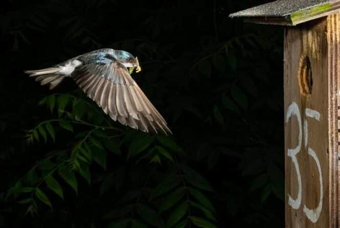 A small blue bird in midflight approaching a wooden birdhouse marked '35' against a dark leafy background.