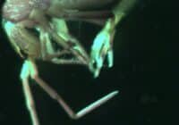 Close-up of a brown crustacean leg with joints against a dark background, underwater edge visible.