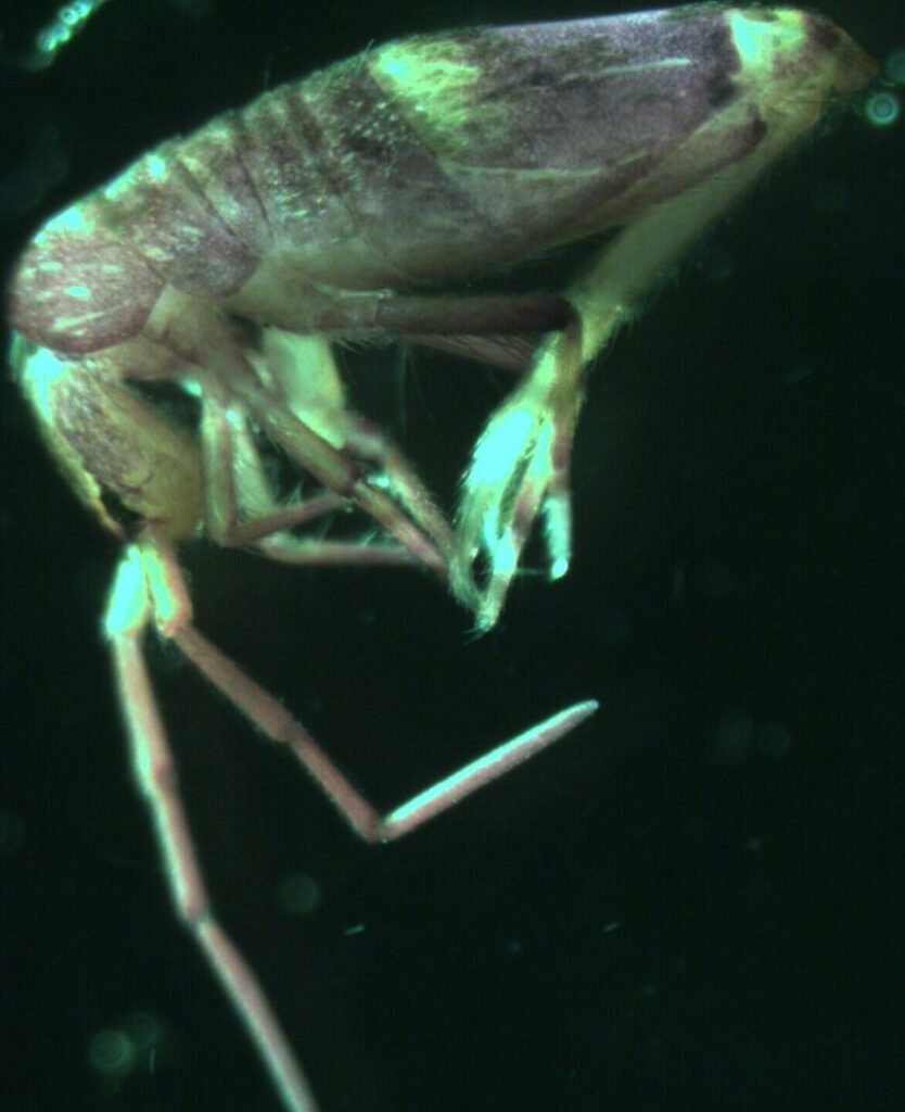 Close-up of a brown crustacean leg with joints against a dark background, underwater edge visible.