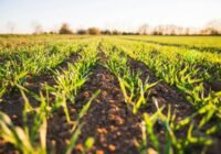 Rows of young green crops sprouting from rich brown soil on a bright sunny field, seen from a low angle.