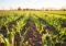 Rows of young green crops sprouting from rich brown soil on a bright sunny field, seen from a low angle.