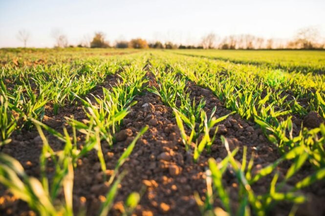 Rows of young green crops sprouting from rich brown soil on a bright sunny field, seen from a low angle.