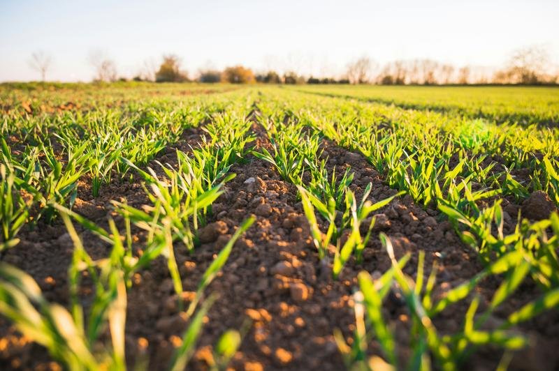 Rows of young green crops sprouting from rich brown soil on a bright sunny field, seen from a low angle.