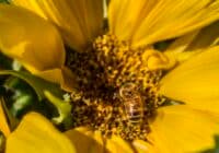 Bee collecting nectar from a bright yellow sunflower with a dark central disk in clear focus.