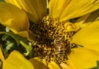 Bee collecting nectar from a bright yellow sunflower with a dark central disk in clear focus.