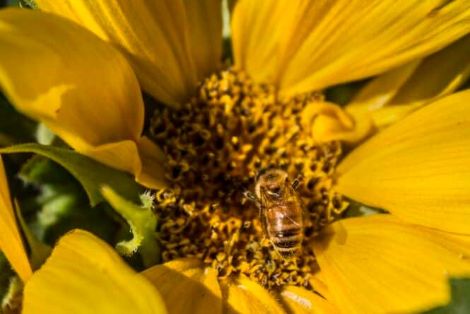 Bee collecting nectar from a bright yellow sunflower with a dark central disk in clear focus.