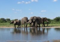 Herd of elephants drinking at a calm waterhole on the savannah under a blue sky, trunks touching.