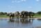 Herd of elephants drinking at a calm waterhole on the savannah under a blue sky, trunks touching.