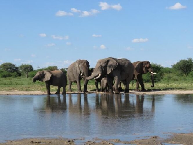 Low-Res_Image-3jpg | Pugnalom Herd of elephants drinking at a calm waterhole on the savannah under a blue sky, trunks touching.