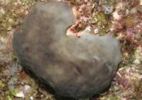 Gray, heart-shaped sea sponge resting on a colorful coral reef with a small yellow worm along its edge