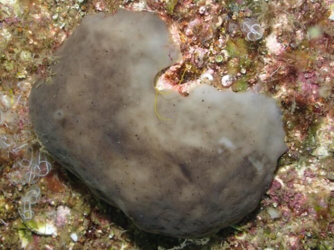 Gray, heart-shaped sea sponge resting on a colorful coral reef with a small yellow worm along its edge