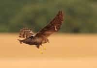 Brown hawk in mid-flight with wings spread upward over a sandy field; blurred green background behind.