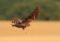 Brown hawk in mid-flight with wings spread upward over a sandy field; blurred green background behind.