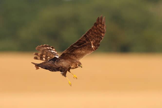 Brown hawk in mid-flight with wings spread upward over a sandy field; blurred green background behind.