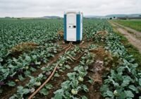 Portable toilet in a cabbage field with irrigation hoses running between rows of plants and a dirt road to the right.