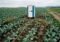 Portable toilet in a cabbage field with irrigation hoses running between rows of plants and a dirt road to the right.