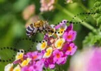 Honeybee collecting nectar from colorful pink, yellow, and white flowers with a decorative dotted arc across the image.
