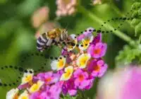 Honeybee collecting nectar from colorful pink, yellow, and white flowers with a decorative dotted arc across the image.