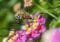 Honeybee collecting nectar from colorful pink, yellow, and white flowers with a decorative dotted arc across the image.