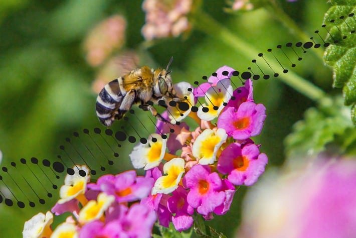 Flockenblumen-Langhornbiene auf Wandelröschen von Erik Karits (pexels), bearbeitet für die Aurelia Stiftung von Bernd Rodekohr. Credits: Aurelia Stiftung