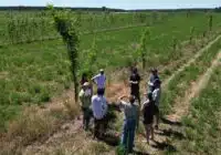 Auf dem Acker eines Partnerbetriebs in Sachsen-Anhalt haben Forschende der Hochschule Eberswalde einen Teil von insgesamt 650 Bäumen angepflanzt. Mit DBU-Förderung entwickeln sie Konzepte zum Miteinander von Wald und Landwirtschaft. | Copyright: Hochschule Eberswalde