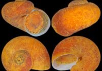 Four orange ammonite fossils displayed on a black background, shown from different angles (open, intact, spiral, and cross-section).