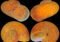 Four orange ammonite fossils displayed on a black background, shown from different angles (open, intact, spiral, and cross-section).