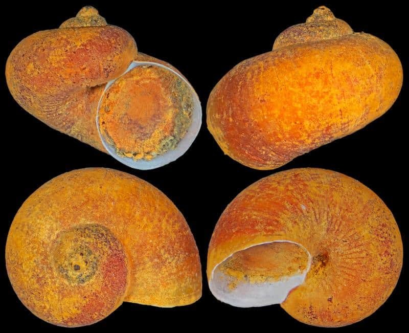 Die Tiefseeschnecke Lirapex felix kommt ausschließlich an einem einzigen Hydrothermalfeld im Indischen Ozean vor und wurde aufgrund der dortigen Explorationsaktivitäten nun als vom Aussterben bedroht eingestuft. | Copyright: Chong CHEN