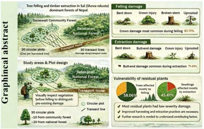 Infographic on tree felling and timber extraction in Nepal's forests, with study plots, transport routes, and national forest areas labeled left side.