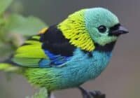 Colorful small finch perched on a branch with turquoise head, bright yellow neck, black bib, and blue-green body.