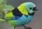 Colorful small finch perched on a branch with turquoise head, bright yellow neck, black bib, and blue-green body.