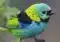 Colorful small finch perched on a branch with turquoise head, bright yellow neck, black bib, and blue-green body.