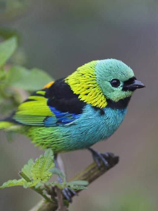 Colorful small finch perched on a branch with turquoise head, bright yellow neck, black bib, and blue-green body.