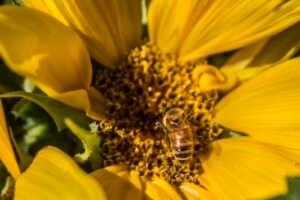Bee collecting nectar from the yellow center of a sunflower