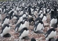 Large group of penguins standing on rocky ground, densely packed together in a colony.