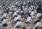 Large group of penguins standing on rocky ground, densely packed together in a colony.