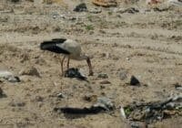 White stork with red legs foraging among litter on a sandy beach littered with plastic and debris.