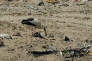 White stork with red legs foraging among litter on a sandy beach littered with plastic and debris.