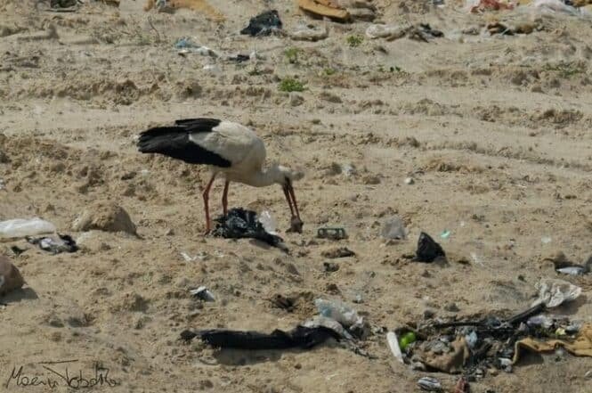 White stork with red legs foraging among litter on a sandy beach littered with plastic and debris.