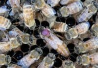Close-up of a beehive with many worker bees clustered over honeycomb cells; a pink queen cell or larva is visible among the cells.
