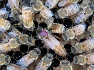 Close-up of a beehive with many worker bees clustered over honeycomb cells; a pink queen cell or larva is visible among the cells.