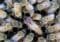 Close-up of a beehive with many worker bees clustered over honeycomb cells; a pink queen cell or larva is visible among the cells.