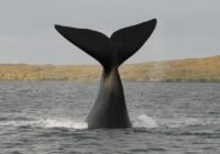 Whale's tail fluke rising from the water as it dives, with a spray of water and a distant shore in the background