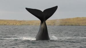 Whale's tail fluke rising from the water as it dives, with a spray of water and a distant shore in the background