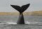 Whale's tail fluke rising from the water as it dives, with a spray of water and a distant shore in the background